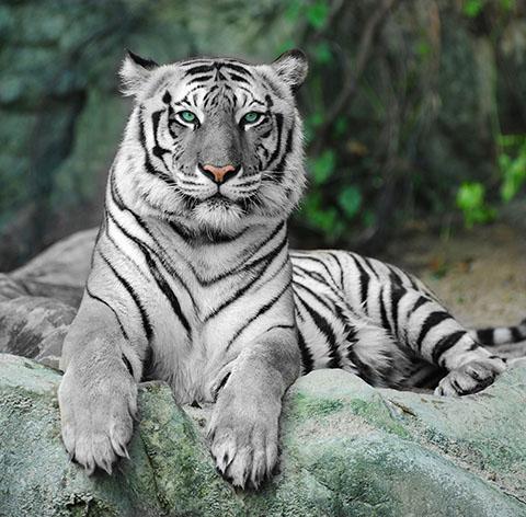 Résultat de recherche d'images pour 'image tigre blanc'